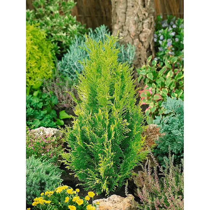 Pflanzen für dich Lawsons Scheinzypresse 100-125 cm - Chamaecyparis lawsoniana 'Alumigold', Aktuelle Wuchshöhe: 100 cm - 125 cm - Leuchtend grüne, aufrechte Konifere mit fedrigem Laub, in einem üppigen Garten mit anderen Pflanzen und Steinen.