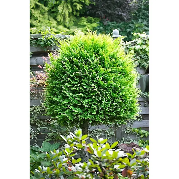 Pflanzen für dich Lawsons Scheinzypresse 100-125 cm - Chamaecyparis lawsoniana 'Alumigold', Aktuelle Wuchshöhe: 100 cm - 125 cm - Üppiger, grüner kugelförmiger Formschnittbaum auf kurzem Stamm als Zierpflanze im Garten.