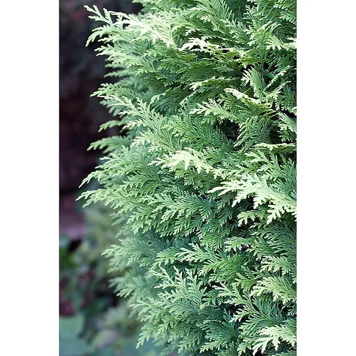 Pflanzen für dich Lawsons Scheinzypresse 100-125 cm - Chamaecyparis lawsoniana 'Alumigold', Aktuelle Wuchshöhe: 100 cm - 125 cm - Nahaufnahme von dichtem, hellgrünem Koniferenlaub mit zarten, schuppenförmigen Blättern.