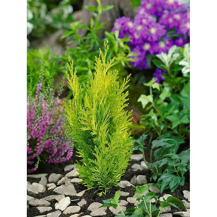 Pflanzen für dich Lawsons Scheinzypresse 100-125 cm - Chamaecyparis lawsoniana 'Alumigold', Aktuelle Wuchshöhe: 100 cm - 125 cm - Eine kleine, hellgrün-gelbe Koniferenpflanze in einem Garten mit anderen Pflanzen und Ziersteinen.