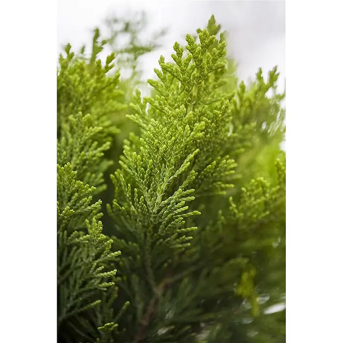 Pflanzen für dich Lawsons Scheinzypresse 100-125 cm - Chamaecyparis lawsoniana 'Alumigold', Aktuelle Wuchshöhe: 100 cm - 125 cm - Leuchtend grünes, gesundes Nadelbaumlaub mit zarten, schuppenförmigen Blättern.