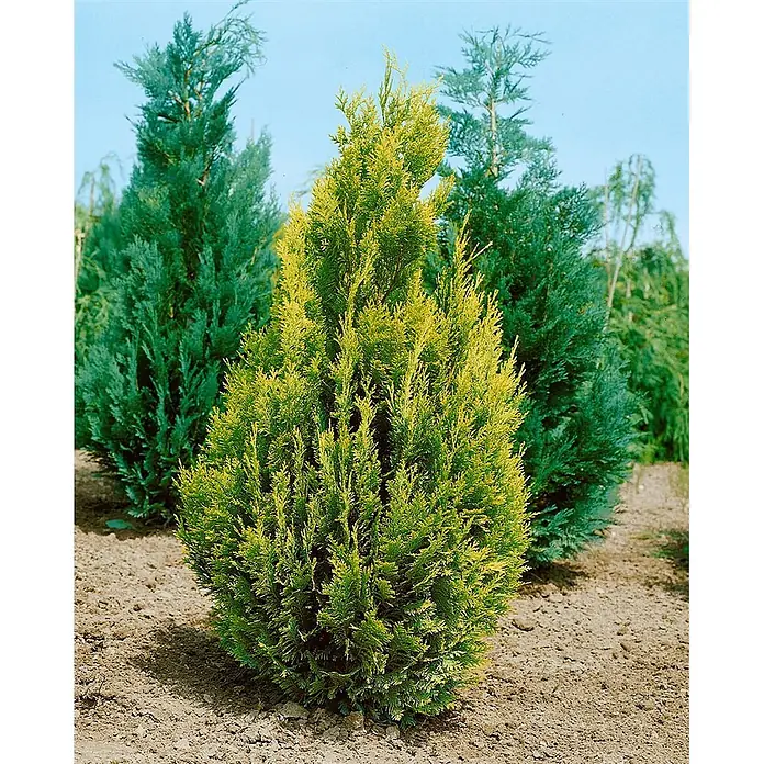 Pflanzen für dich Lawsons Scheinzypresse 100-125 cm - Chamaecyparis lawsoniana 'Alumigold', Aktuelle Wuchshöhe: 100 cm - 125 cm - Goldene Scheinzypresse mit leuchtend grünen und gelben Nadeln, in brauner Erde gepflanzt.