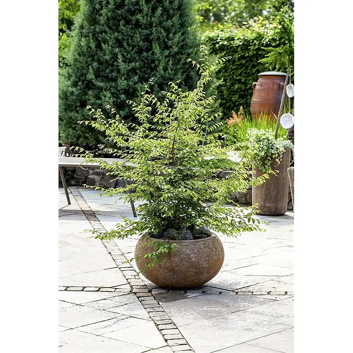 Pflanzen für dich Rotbuche 60-80 cm - Fagus sylvatica, Aktuelle Wuchshöhe: 60 cm - 80 cm - Ein kleiner belaubter Baum in einem runden, erdigen Steinpflanzgefäß auf einer gepflasterten Terrasse.