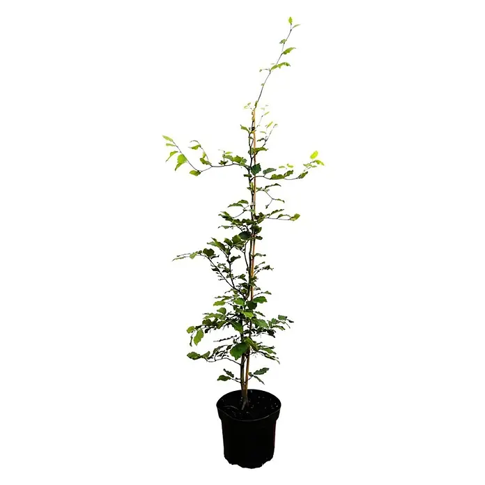 Pflanzen für dich Rotbuche 60-80 cm - Fagus sylvatica, Aktuelle Wuchshöhe: 60 cm - 80 cm - Ein junger Laubbaum mit grünem Blattwerk, gestützt von einem braunen Pfahl, in einem schwarzen Plastiktopf.
