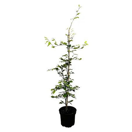 Pflanzen für dich  Rotbuche 60-80 cm