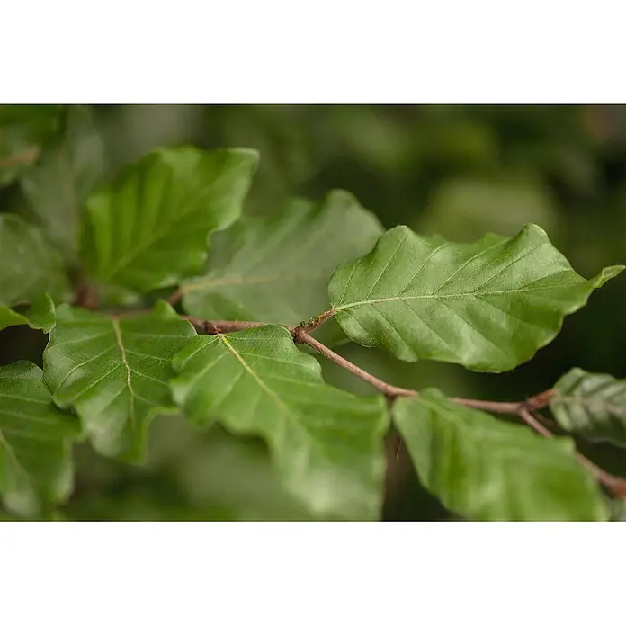 Pflanzen für dich Rotbuche 60-80 cm - Fagus sylvatica, Aktuelle Wuchshöhe: 60 cm - 80 cm - Nahaufnahme von lebhaften grünen Blättern mit deutlichen Adern an einem schlanken braunen Ast.