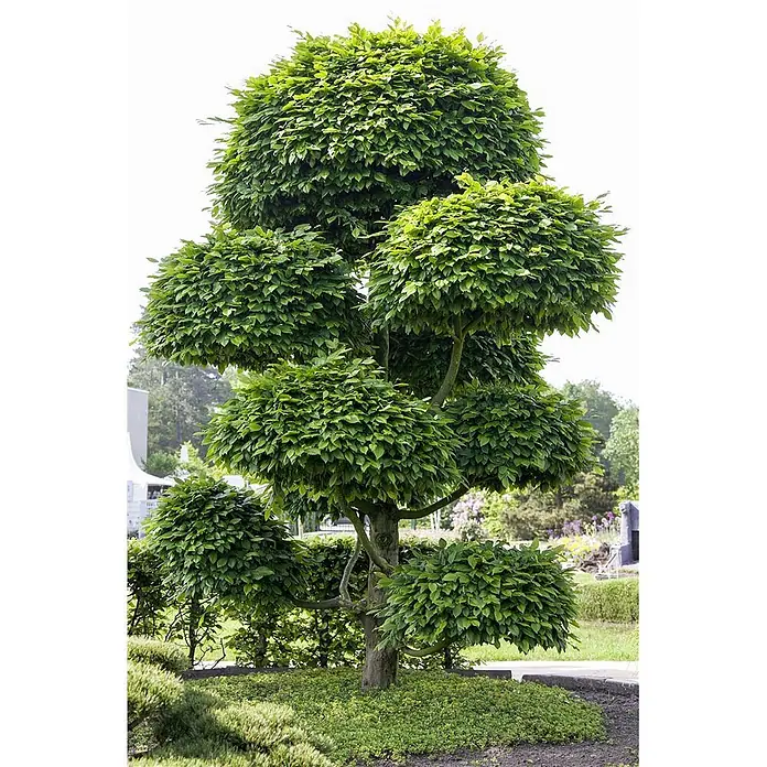 Pflanzen für dich Rotbuche 60-80 cm - Fagus sylvatica, Aktuelle Wuchshöhe: 60 cm - 80 cm - Üppiger grüner Formschnittbaum mit mehreren runden, geschichteten Laubpartien, der eine kunstvolle Formgebung zeigt.