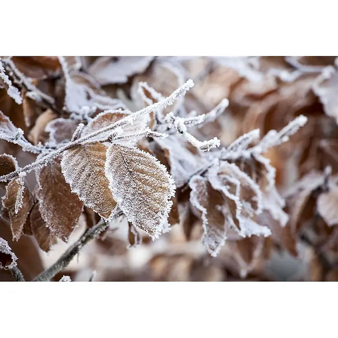 Pflanzen für dich Rotbuche 60-80 cm - Fagus sylvatica, Aktuelle Wuchshöhe: 60 cm - 80 cm - Braune Blätter und Äste, bedeckt mit glitzerndem Raureif.