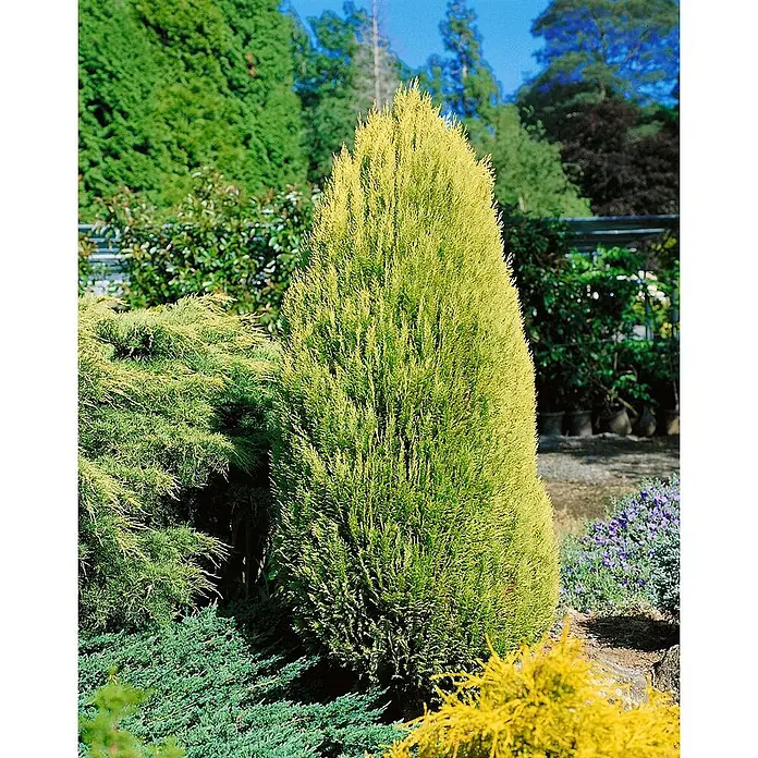 Pflanzen für dich Lawsons Scheinzypresse 30-40 cm - Chamaecyparis lawsoniana 'Erecta Aurea', Aktuelle Wuchshöhe: 30 cm - 40 cm - Eine hohe, konische, goldgrüne Konifere in einer Gartenlandschaft.