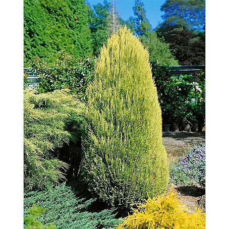 Pflanzen für dich  Lawsons Scheinzypresse 30-40 cm