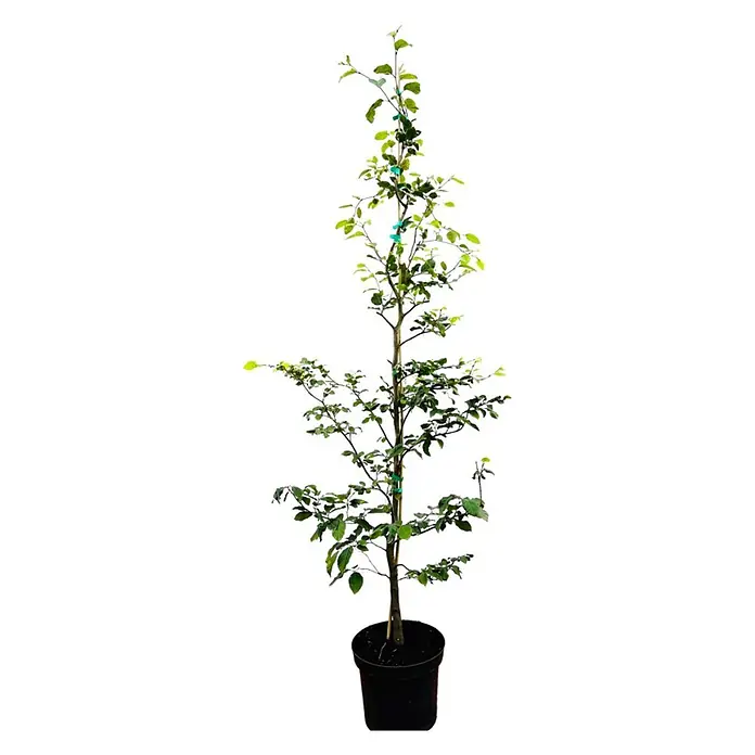 Pflanzen für dich Rotbuche 175-200 cm - Fagus sylvatica, Aktuelle Wuchshöhe: 175 cm - 200 cm - Junger Baumsetzling mit grünen Blättern im schwarzen Topf, gestützt von einem Holzpfahl.