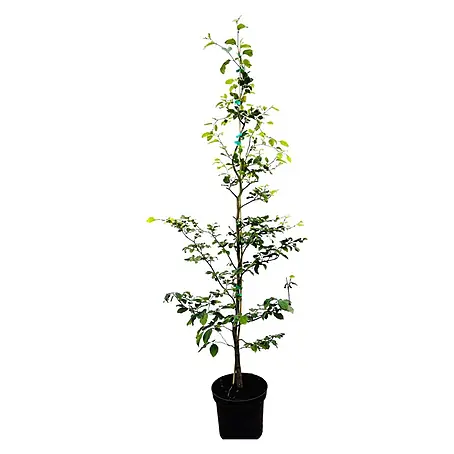 Pflanzen für dich  Rotbuche 175-200 cm