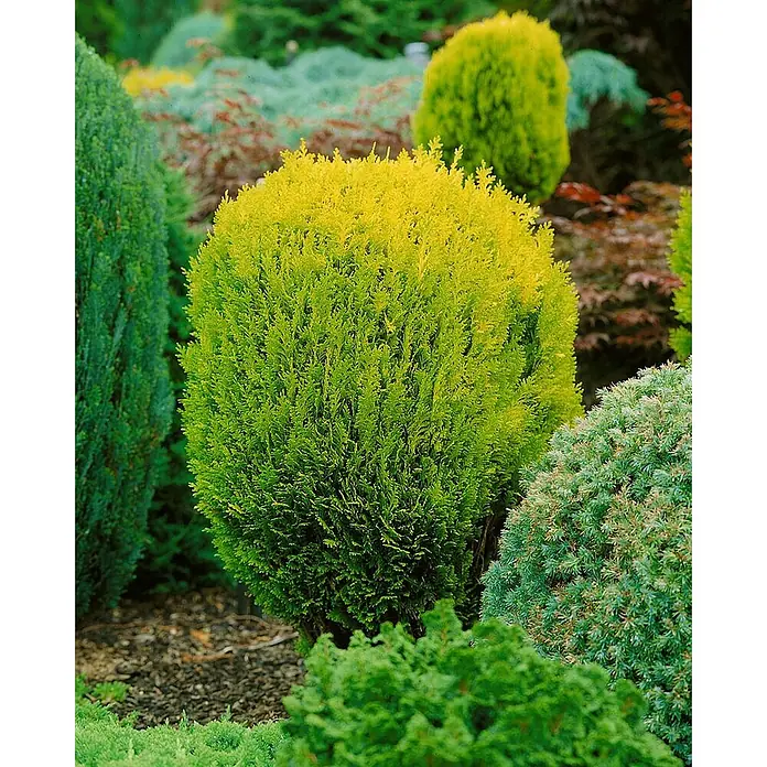 Pflanzen für dich Lawsons Scheinzypresse 30-40 cm - Chamaecyparis lawsoniana 'Erecta Aurea', Aktuelle Wuchshöhe: 30 cm - 40 cm - Ein runder Nadelbaumstrauch mit leuchtend goldgrünem Laub, oben heller, in einem Garten.