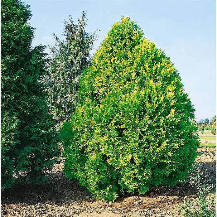 Pflanzen für dich Lawsons Scheinzypresse 30-40 cm - Chamaecyparis lawsoniana 'Erecta Aurea', Aktuelle Wuchshöhe: 30 cm - 40 cm - Ein leuchtend grüner, kegelförmiger Nadelbaum in einem Garten, mit dunkleren Nadelbäumen dahinter.