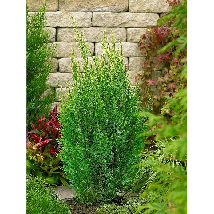 Pflanzen für dich Lawsons Scheinzypresse 20-30 cm - Chamaecyparis lawsoniana 'White Spot', Aktuelle Wuchshöhe: 20 cm - 30 cm - Lebhaft grüner, konischer Nadelstrauch mit dichtem Laub, in einem Garten gepflanzt.