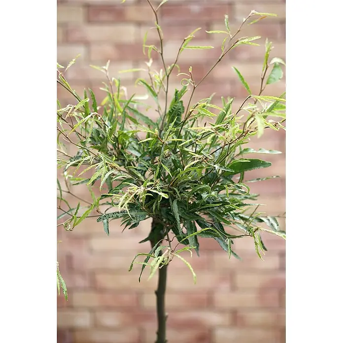 Pflanzen für dich Rotbuche 30-40 cm - Fagus sylvatica 'Mercedes', Aktuelle Wuchshöhe: 30 cm - 40 cm - Eine kleine, elegante Topf-Pflanze mit zarten grünen, tief gelappten Blättern und einem schlanken braunen Stamm, vor einem sanften Ziegelhintergrund.
