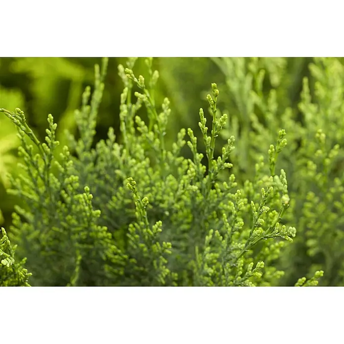 Pflanzen für dich Lawsons Scheinzypresse 20-30 cm - Chamaecyparis lawsoniana 'White Spot', Aktuelle Wuchshöhe: 20 cm - 30 cm - Nahaufnahme zarter hellgrüner Nadelbaumblätter mit frischem Neuaustrieb.