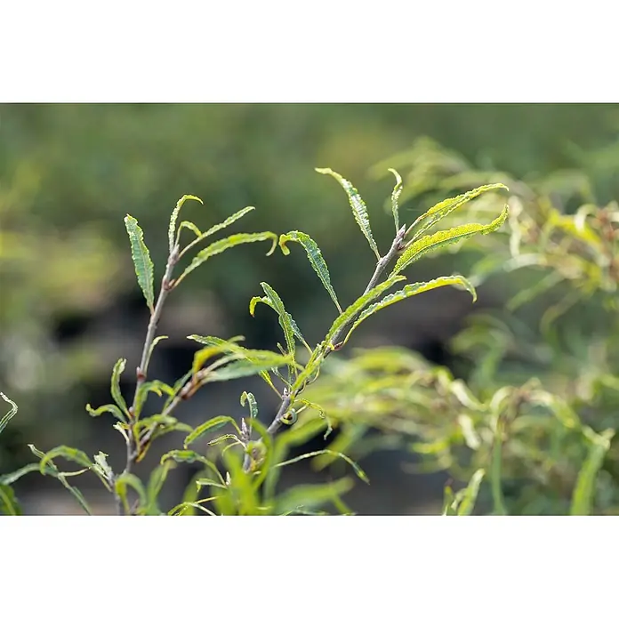 Pflanzen für dich Rotbuche 30-40 cm - Fagus sylvatica 'Mercedes', Aktuelle Wuchshöhe: 30 cm - 40 cm - Nahaufnahme von zwei jungen Pflanzenzweigen mit hellgrünen, strukturierten Blättern in natürlicher Umgebung.
