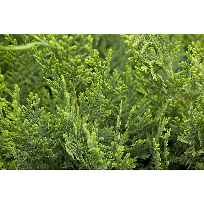Pflanzen für dich Lawsons Scheinzypresse 20-30 cm - Chamaecyparis lawsoniana 'White Spot', Aktuelle Wuchshöhe: 20 cm - 30 cm - Nahaufnahme von dichtem, leuchtend grünem Nadelbaumlaub mit schuppenartigen Blättern.