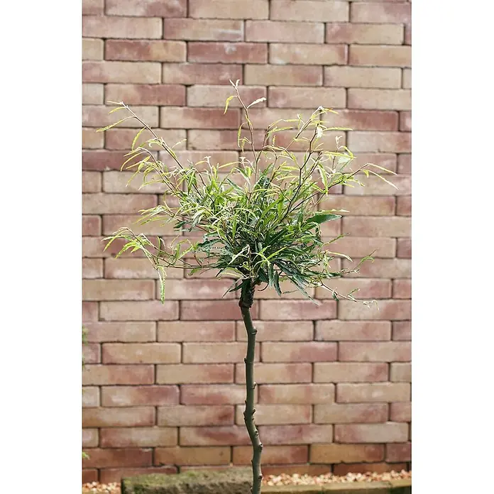 Pflanzen für dich Rotbuche 30-40 cm - Fagus sylvatica 'Mercedes', Aktuelle Wuchshöhe: 30 cm - 40 cm - Kleiner Hochstammbaum mit schlankem Stamm und hellgrünen Blättern vor einer Ziegelwand.