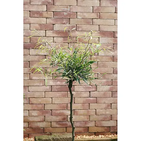 Pflanzen für dich  Rotbuche 30-40 cm