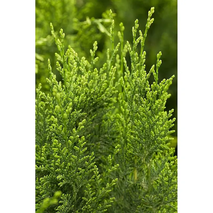 Pflanzen für dich Lawsons Scheinzypresse 20-30 cm - Chamaecyparis lawsoniana 'White Spot', Aktuelle Wuchshöhe: 20 cm - 30 cm - Hellgrüner Nadelbaumstrauch mit dichtem, schuppenartigem Laub.