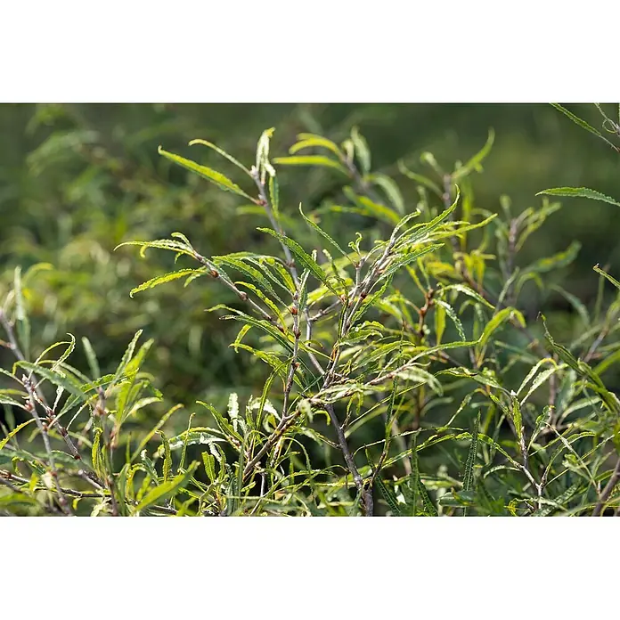Pflanzen für dich Rotbuche 30-40 cm - Fagus sylvatica 'Mercedes', Aktuelle Wuchshöhe: 30 cm - 40 cm - Schlanke Äste mit leuchtend grünen, länglichen Blättern.