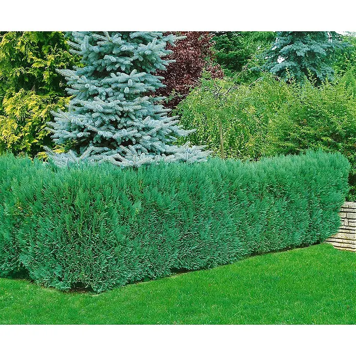 Pflanzen für dich Lawsons Scheinzypresse 60-80 cm - Chamaecyparis lawsoniana 'Alumii', Aktuelle Wuchshöhe: 60 cm - 80 cm - Dichte, leuchtend grüne immergrüne Hecke bildet eine saubere Begrenzung in einem üppigen Garten mit Rasen und Zierbäumen.