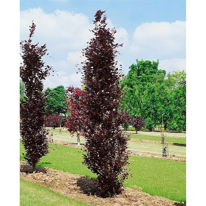 Pflanzen für dich Rotbuche Rotbuche - Fagus sylvatica 'Dawyck Purple', Aktuelle Wuchshöhe: 80 cm - 100 cm - Mehrere säulenförmige, dunkelrote Buchen in Reihen auf einer Rasenfläche gepflanzt.