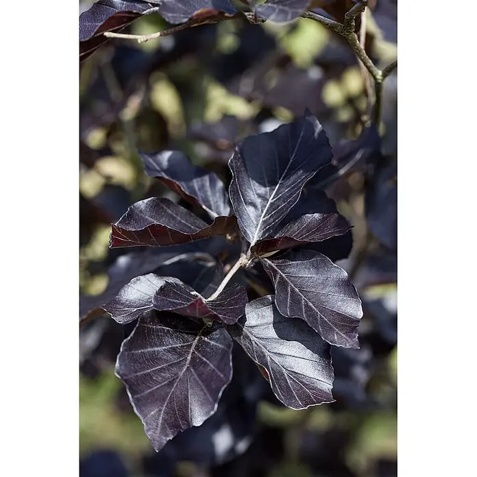 Pflanzen für dich Rotbuche Rotbuche - Fagus sylvatica 'Dawyck Purple', Aktuelle Wuchshöhe: 80 cm - 100 cm - Nahaufnahme dunkelvioletter Blätter mit ausgeprägten Adern an einem Ast.