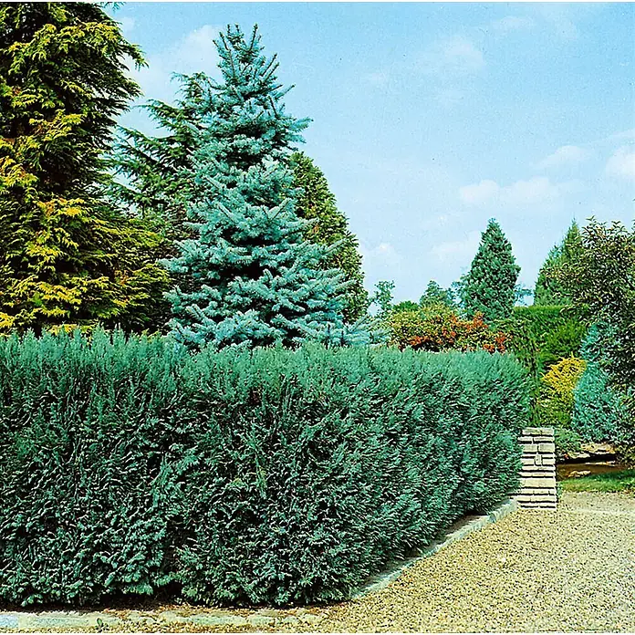 Pflanzen für dich Lawsons Scheinzypresse 60-80 cm - Chamaecyparis lawsoniana 'Alumii', Aktuelle Wuchshöhe: 60 cm - 80 cm - Eine üppige blaugrüne Koniferenhecke säumt einen Kiesweg, umgeben von einer hohen Blaufichte und anderen Nadelbäumen im Garten.