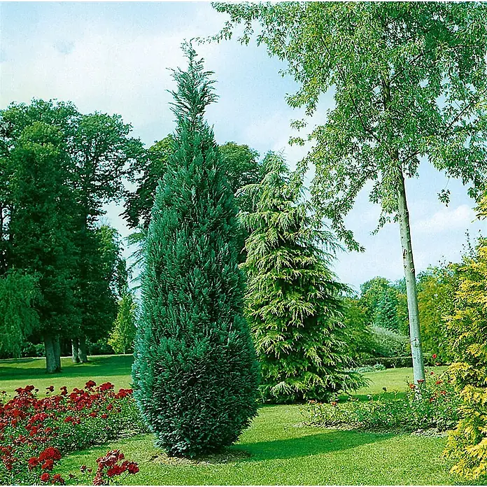 Pflanzen für dich Lawsons Scheinzypresse 60-80 cm - Chamaecyparis lawsoniana 'Alumii', Aktuelle Wuchshöhe: 60 cm - 80 cm - Hoher, schlanker dunkelgrüner Nadelbaum in einem üppigen Garten mit roten Rosen.