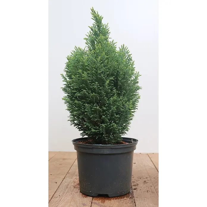 Pflanzen für dich Lawsons Scheinzypresse 30-40 cm - Chamaecyparis lawsoniana 'Snow White', Aktuelle Wuchshöhe: 30 cm - 40 cm - Kleine, dichte grüne Konifere in einem schwarzen Plastiktopf.