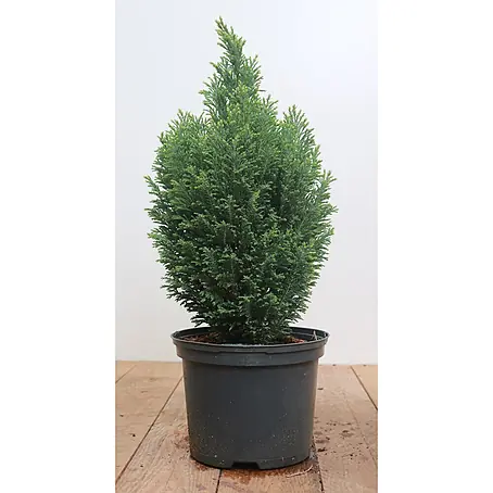 Pflanzen für dich  Lawsons Scheinzypresse 30-40 cm