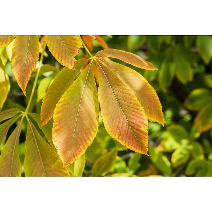 Pflanzen für dich Rotbuche 150-175 cm - Aesculus flava 'Vestita', Aktuelle Wuchshöhe: 150 cm - 175 cm - Rosskastanienblätter zeigen leuchtende grüne, gelbe und orange Herbstfarben.