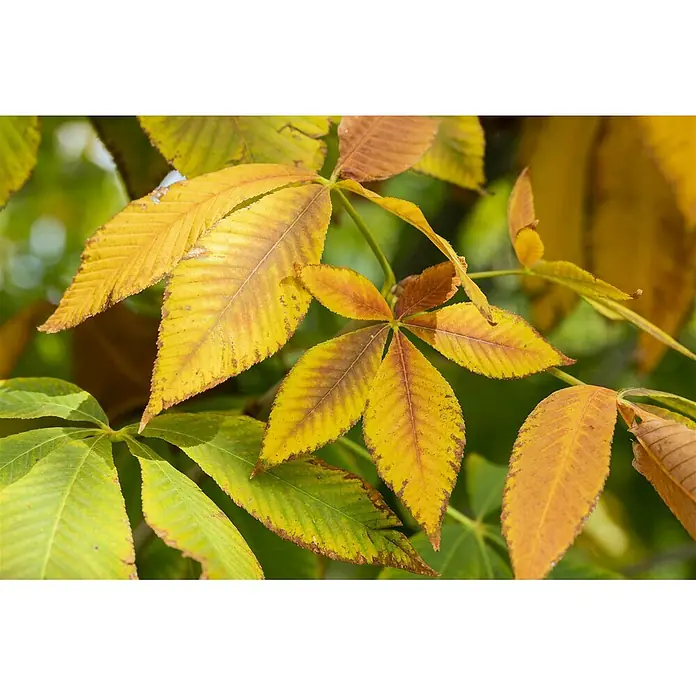Pflanzen für dich Rotbuche 150-175 cm - Aesculus flava 'Vestita', Aktuelle Wuchshöhe: 150 cm - 175 cm - Gelbe, orange und grüne Herbstblätter, die die Farbe wechseln. Einige sind handförmig.