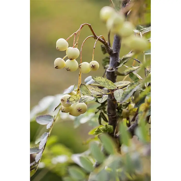 Pflanzen für dich Rotbuche 60-80 cm - Sorbus koehneana, Aktuelle Wuchshöhe: 60 cm - 80 cm - Blassgelbe Beeren hängen von einem Ast mit grün-gelb gefleckten Blättern.