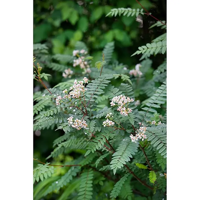 Pflanzen für dich Rotbuche 60-80 cm - Sorbus koehneana, Aktuelle Wuchshöhe: 60 cm - 80 cm - Nahaufnahme einer blühenden Pflanze mit gefiederten grünen Blättern und Trauben kleiner weiß-rosa Blüten, mit Wassertropfen auf dem Laub.