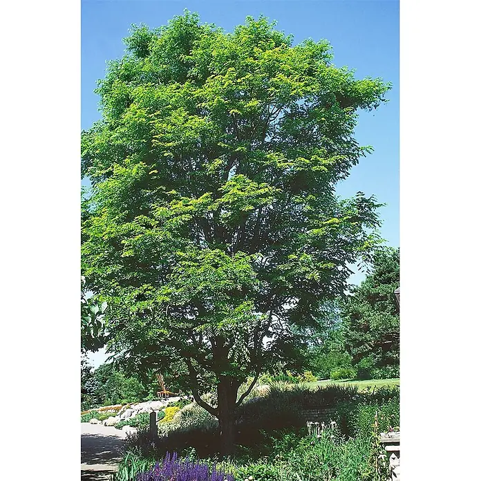 Pflanzen für dich Rotbuche 100-125 cm - Gymnocladus dioicus, Aktuelle Wuchshöhe: 100 cm - 125 cm - Ein großer, reifer Baum mit leuchtend grünen Blättern steht prominent in einem Landschaftsgarten unter blauem Himmel.