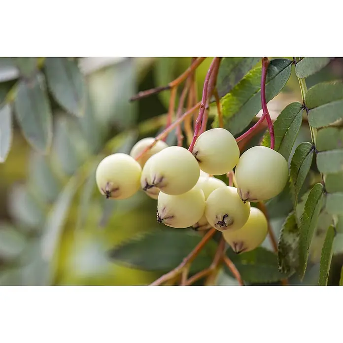 Pflanzen für dich Rotbuche 60-80 cm - Sorbus koehneana, Aktuelle Wuchshöhe: 60 cm - 80 cm - Helle gelbe Beeren hängen an roten Ästen mit grünen Blättern.