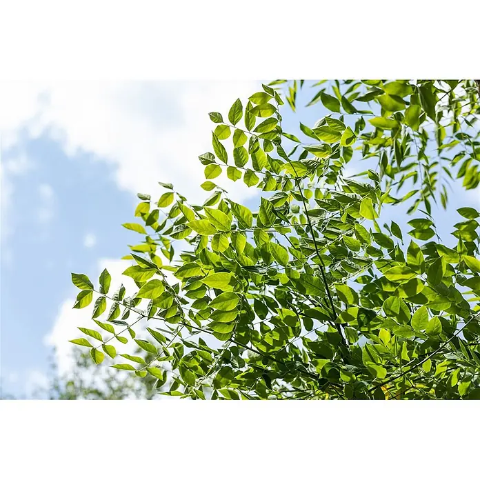 Pflanzen für dich Rotbuche 100-125 cm - Gymnocladus dioicus, Aktuelle Wuchshöhe: 100 cm - 125 cm - Üppige grüne Blätter vor einem hellblauen Himmel mit sanften weißen Wolken, von unten gesehen.