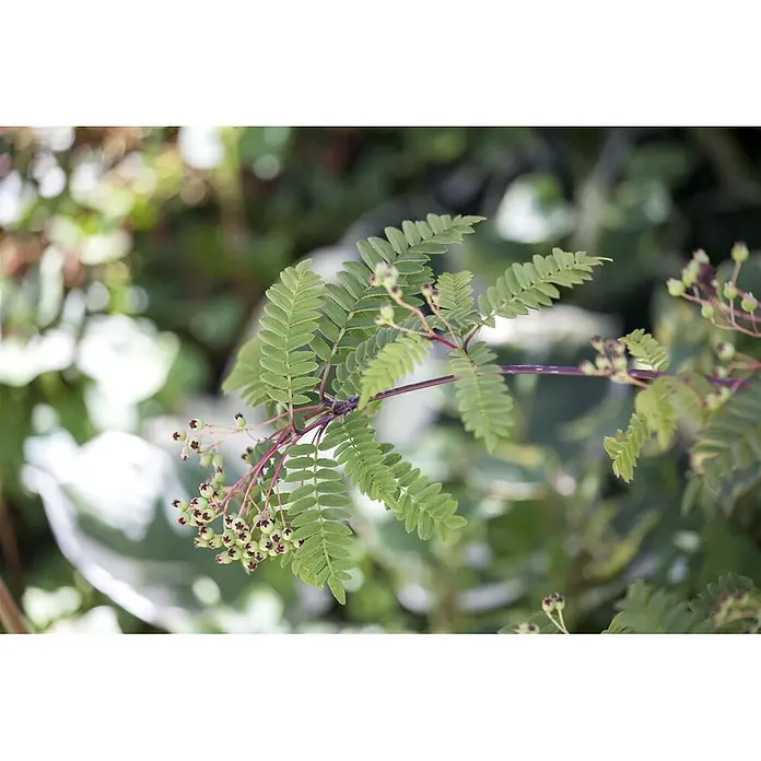 Pflanzen für dich Rotbuche 60-80 cm - Sorbus koehneana, Aktuelle Wuchshöhe: 60 cm - 80 cm - Grüne, gefiederte Blätter an einem rötlichen Stiel mit kleinen, runden grünen Beeren mit dunklen Spitzen.