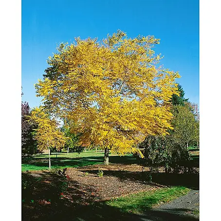 Pflanzen für dich  Rotbuche 100-125 cm