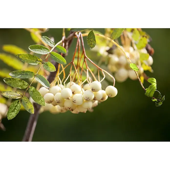Pflanzen für dich Rotbuche 60-80 cm - Sorbus koehneana, Aktuelle Wuchshöhe: 60 cm - 80 cm - Helle, runde Beeren mit rötlichen Stielen und grünen gefiederten Blättern an einem Zweig.