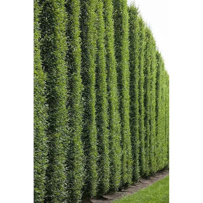 Pflanzen für dich Rotbuche 20-30 cm - Fagus sylvatica, Aktuelle Wuchshöhe: 20 cm - 30 cm - Hohe, schmale, säulenförmige grüne Hecken bilden einen dichten, gleichmäßigen Sichtschutz in einer Landschaftsgestaltung.