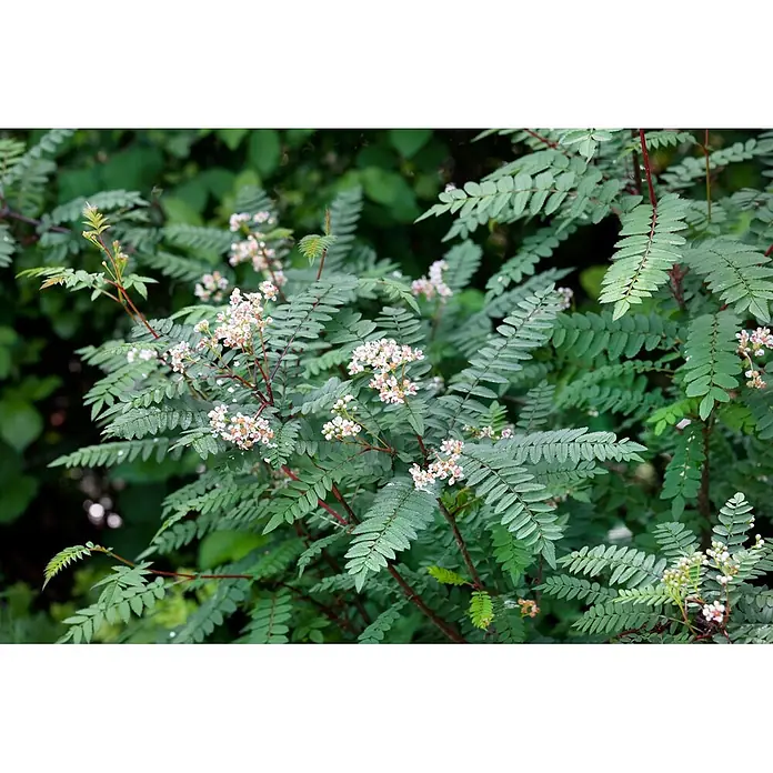 Pflanzen für dich Rotbuche 60-80 cm - Sorbus koehneana, Aktuelle Wuchshöhe: 60 cm - 80 cm - Eine üppige Pflanze mit grünen gefiederten Blättern und Dolden kleiner weiß-rosa Blüten.
