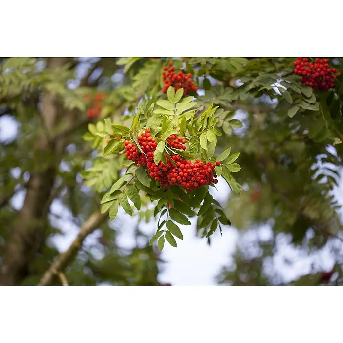 Pflanzen für dich Rotbuche 150-200 cm - Sorbus aucuparia, Aktuelle Wuchshöhe: 150 cm - 200 cm - Leuchtend rote Beeren an einem Ast mit grünen Blättern, vor verschwommenem Naturhintergrund.