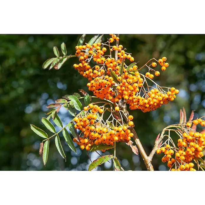 Pflanzen für dich Rotbuche 200-250 cm - Sorbus aucuparia 'Autumn Spire', Aktuelle Wuchshöhe: 200 cm - 250 cm - Dichte Ansammlungen leuchtend oranger Beeren an einem Ast mit grünen Blättern.