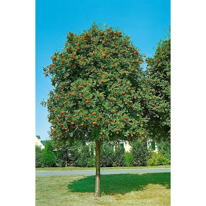 Pflanzen für dich Rotbuche 150-200 cm - Sorbus aucuparia, Aktuelle Wuchshöhe: 150 cm - 200 cm - Eberesche mit sattgrünen Blättern und leuchtend orangefarbenen Beeren in einem Vorgarten.