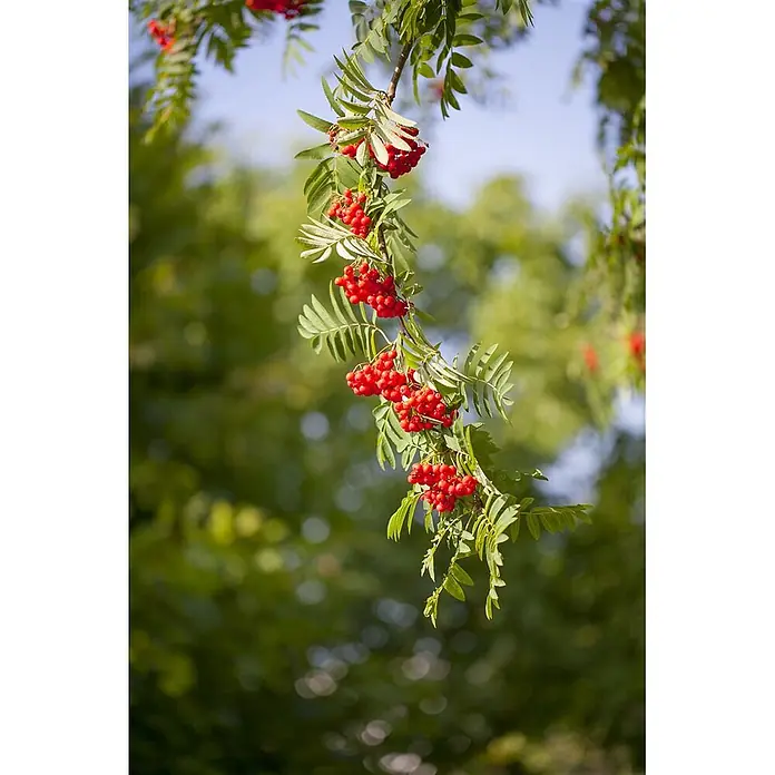 Pflanzen für dich Rotbuche 150-200 cm - Sorbus aucuparia, Aktuelle Wuchshöhe: 150 cm - 200 cm - Helle rote Beeren und grüne Blätter an einem Baumzweig.